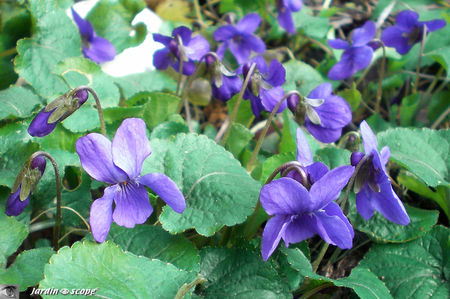 Violette odorante • Viola odorata