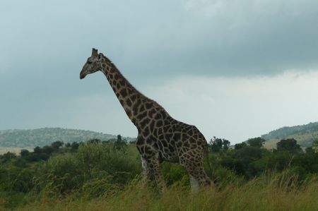 pilanesberg_girafe