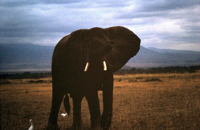 amboseli elephants troupeaux jj