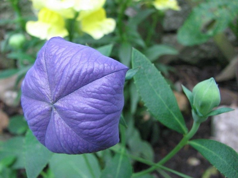 Fleurs été 2009 002