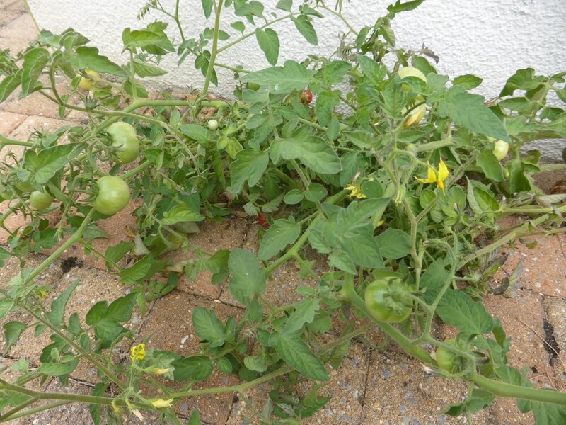 5-tomates (6)