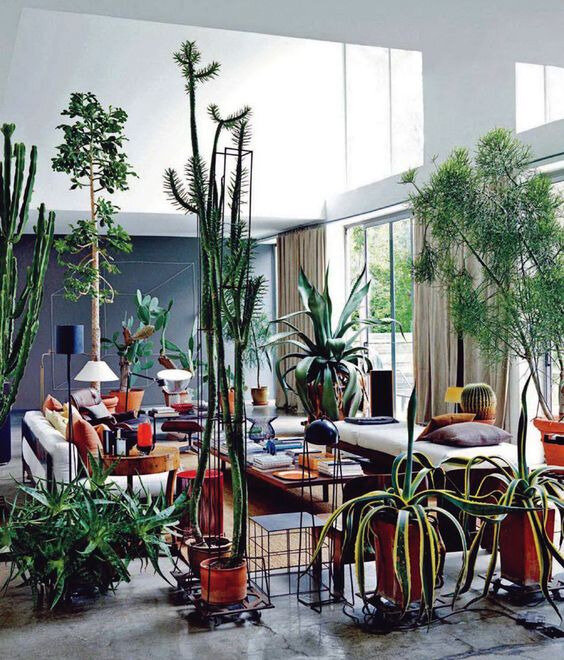 cactus interieur maison