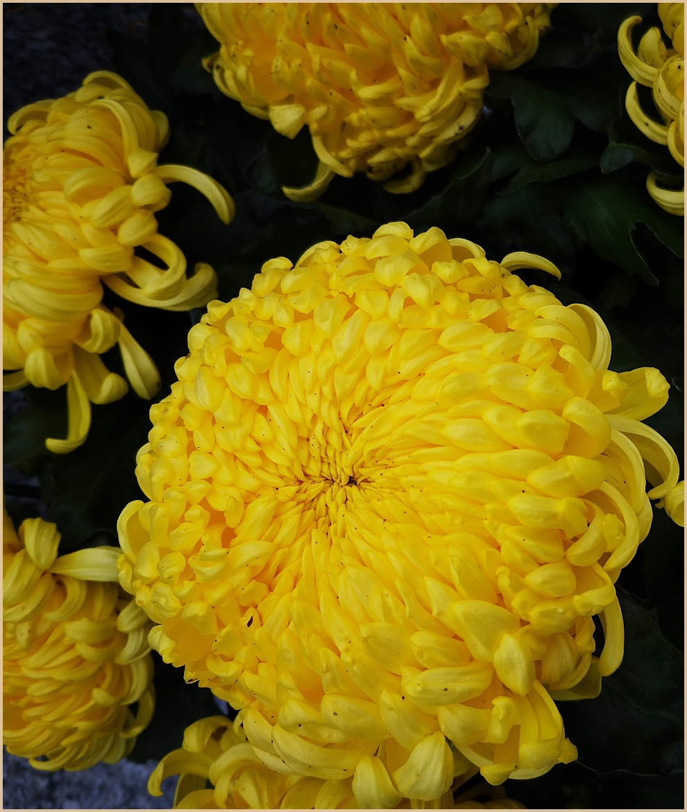chrys1_2022
