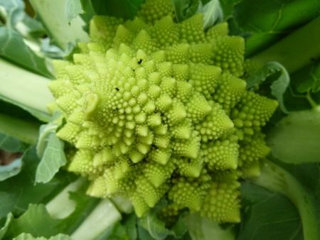 chou romanesco (3)