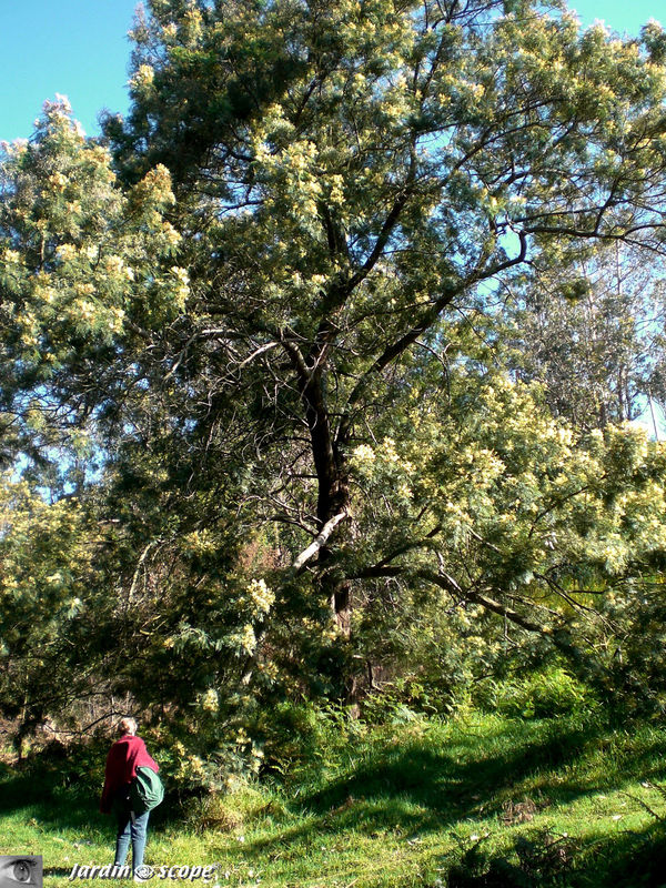 Acacia mearnsii • Mimosa • Famille des Fabaceae