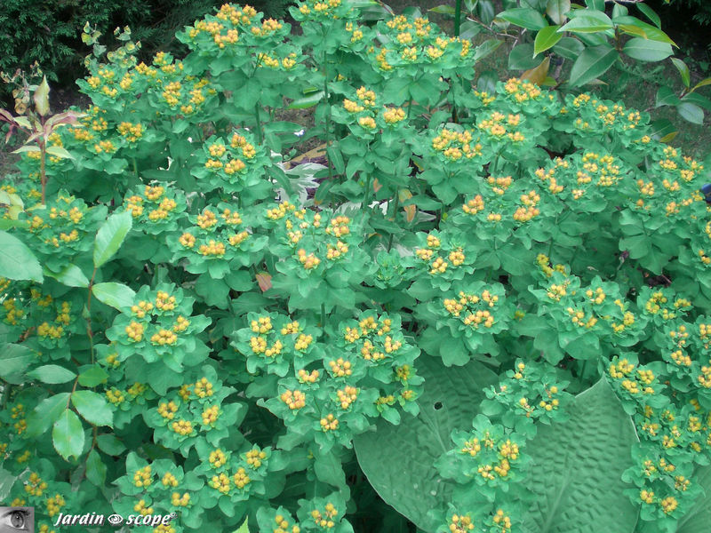 Euphorbe polychroma