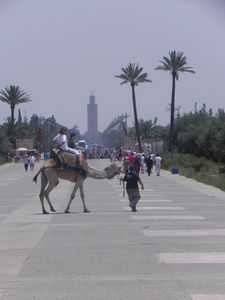 MARRAKECH_351