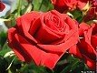 Rose_rouge