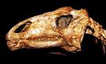 tenontosaur_skull_MOR