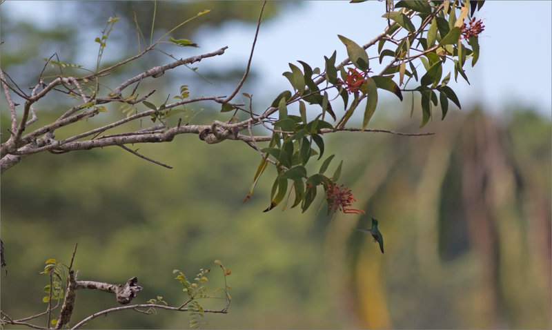 9 CR Tambor matin oiseau mouche NI 111214 42