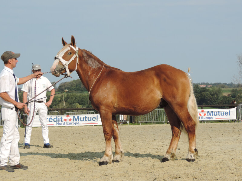 Igloo du Boncoin - 19 Septembre 2020 - Concours des Etalons Boulonnais - Samer (62) - 7e (2 ans - petites tailles (moins d'1m65)) Ajourné