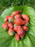 Cueillette_fraises