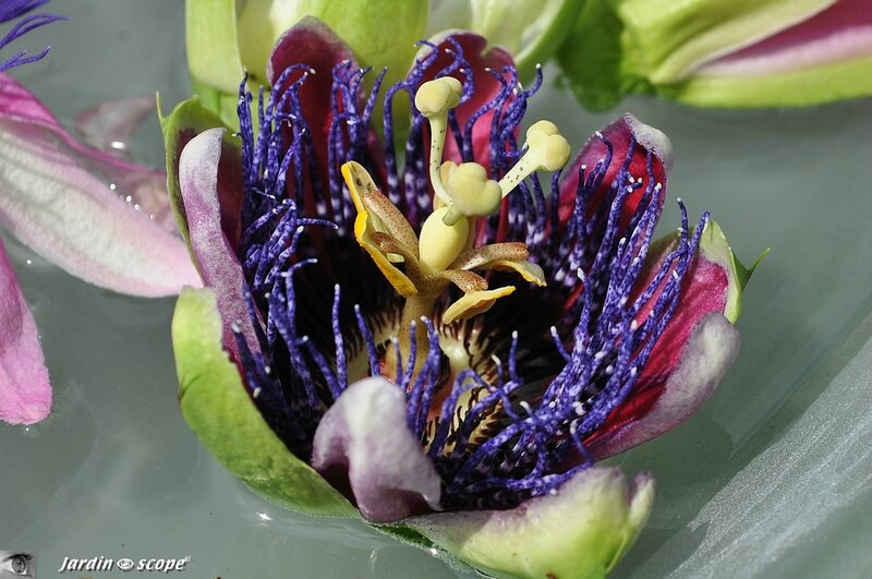 Passiflora marijke