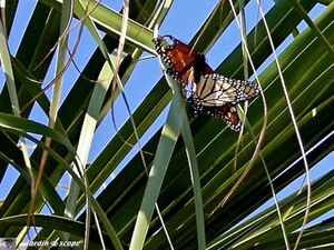 9131_Accouplement_papillons