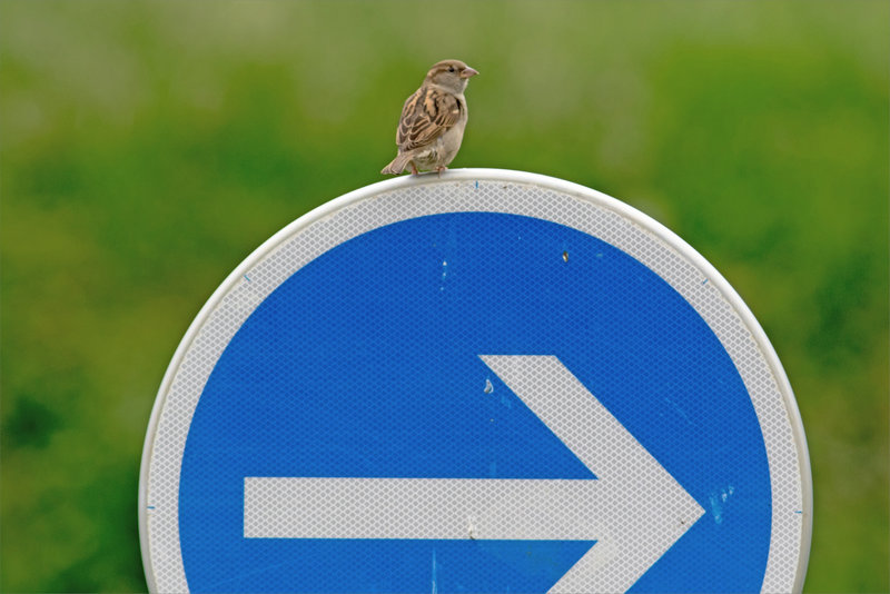 Oiseau moineau pose panneau directionnel 180521 1