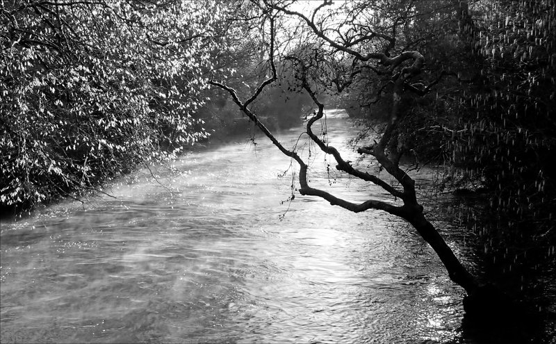 Arbre rivière matin nb 190124
