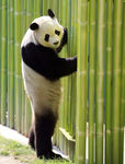panda_standing_300