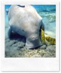 dugong-300x225