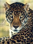 jaguar_menu