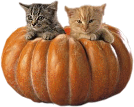 potiron_et_chats