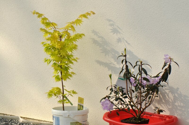 Acer Jordan et rhodo 'Eleanor'