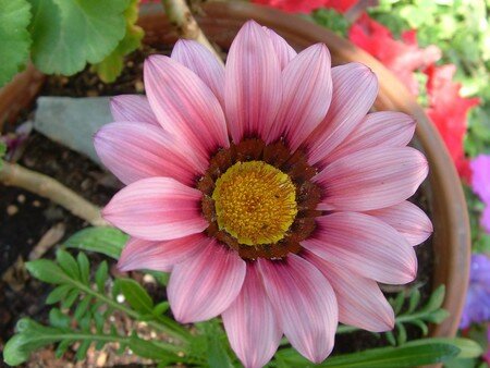 GAZANIA_ROSE__R_solution_de_l__cran_