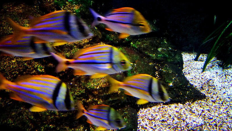 Biarritz, Musée de la Mer, Caraïbes, poissons colorés (64)