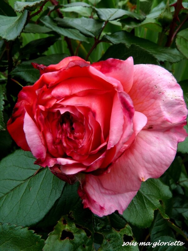 Rose de Cornouaille1