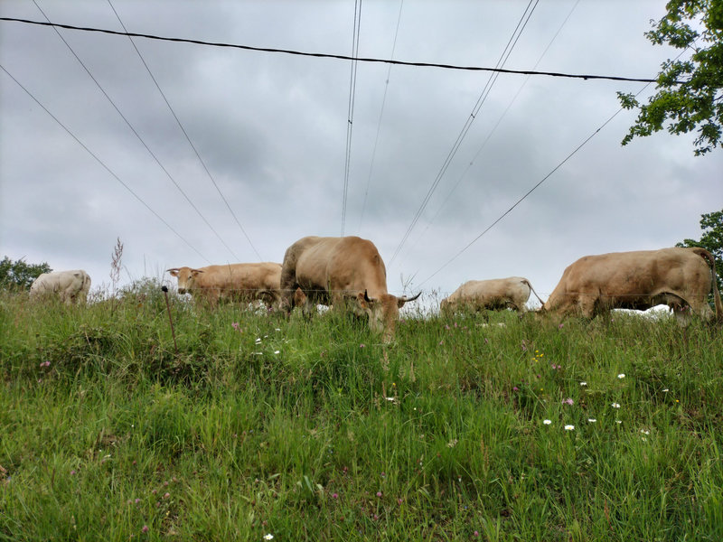 Saint-Laurent-de-Gosse, vaches électriques (40)