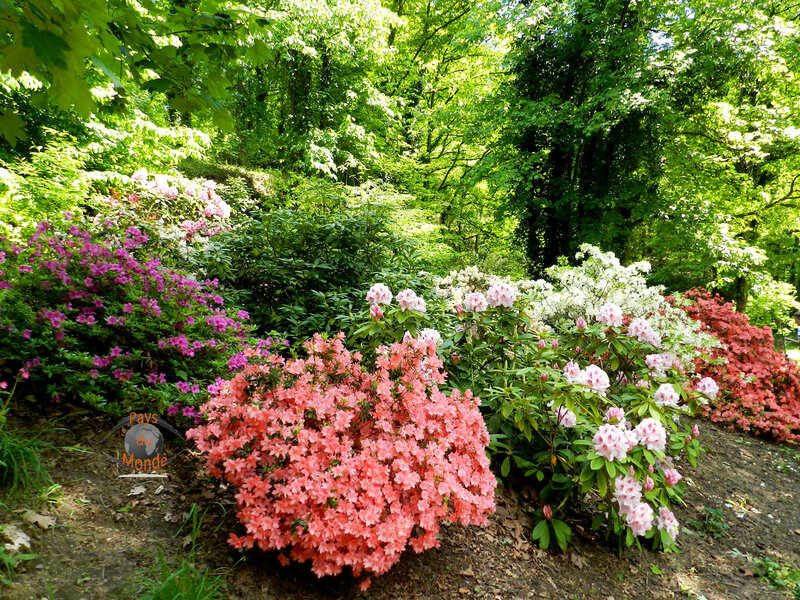 Les rhododendrons