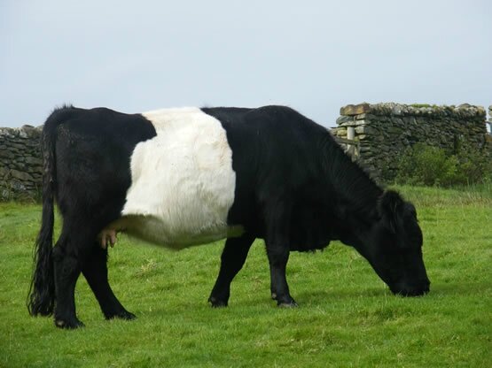 welsh belted black