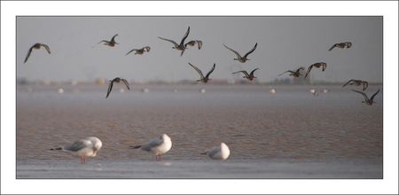 lunette_barges_vol_et_mouettes_091010