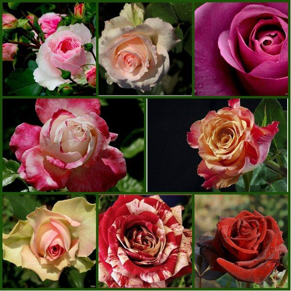 CANALROSES [50%]