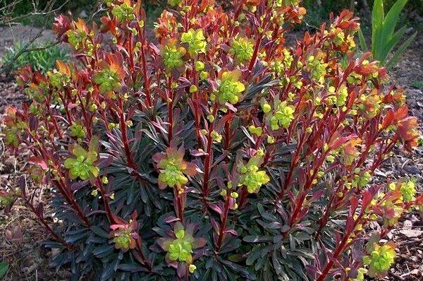 8271-Euphorbia-amygdaloides-Purpurea