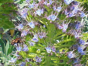 9105_Abeille_sur_viperine