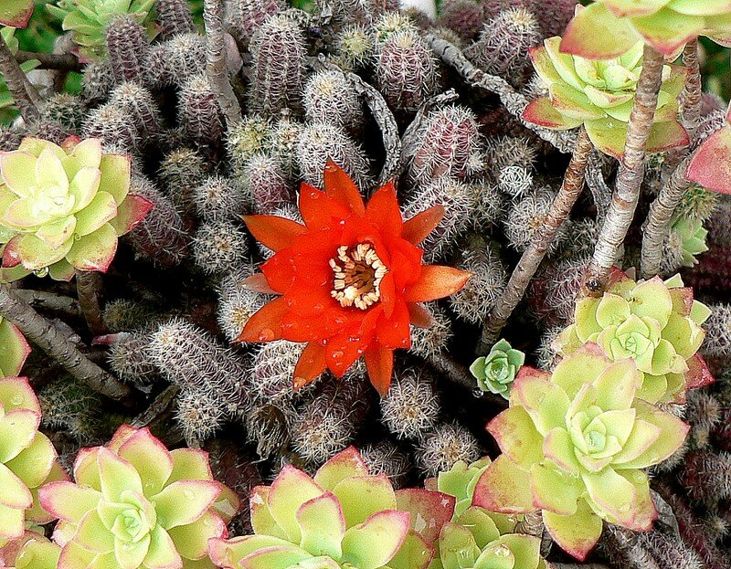 cactus
