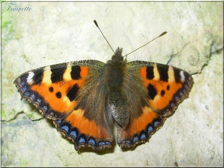 Aglais_urticae