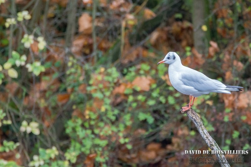 Mouette Rieuse (Chroicocephalus ridibundus) ad.intern