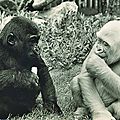 <b>Flocon</b> de <b>Neige</b>, l’unique gorille albinos, s’est éteint voici 10 ans