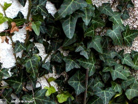 Hedera_helix