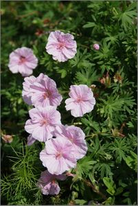 geranium-vivace-rose-DSC046