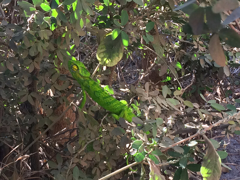 Mon premier caméléon !