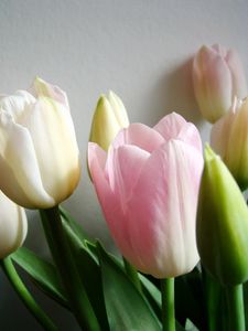 tulipes_031b