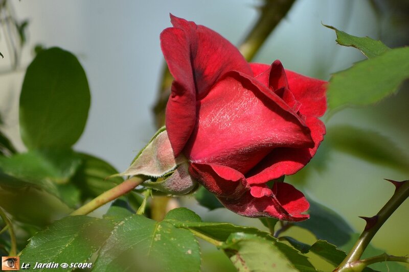 Red-Parfum