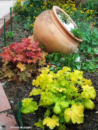 Heuchera_Lime_Ricky