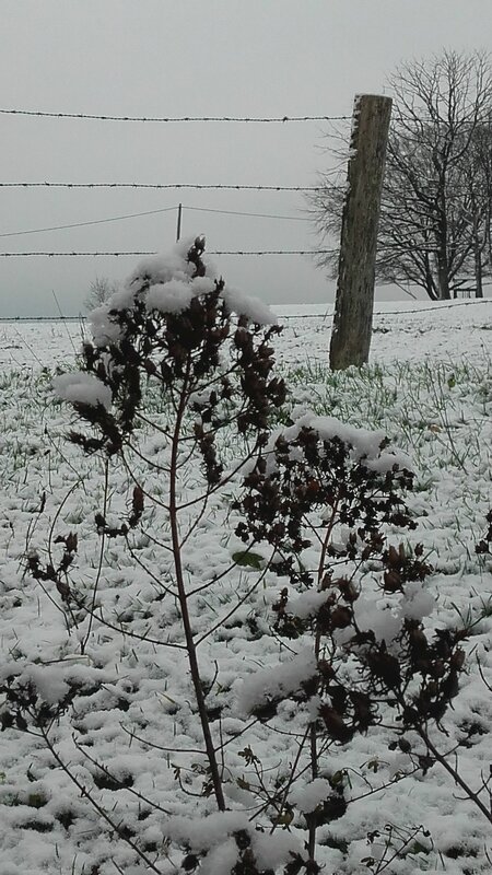 Branche neige canalblog