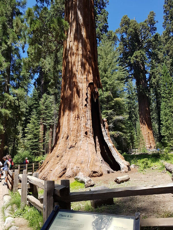 1108 sequoia2