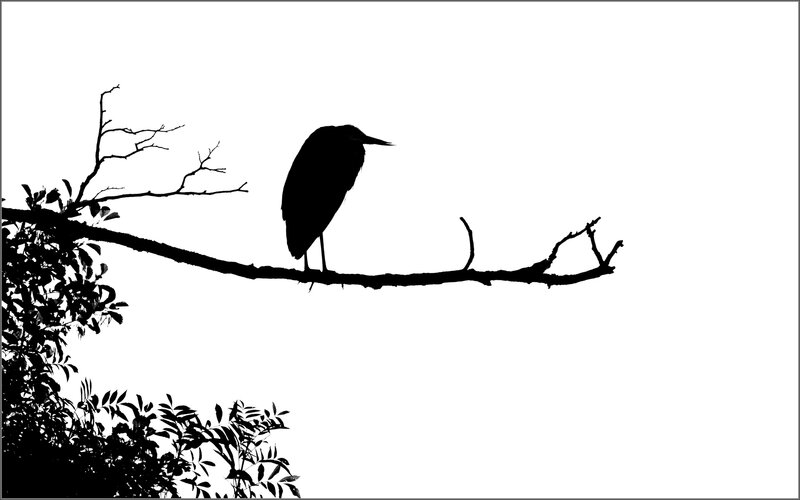 ville ombre chinoise heron arbre 1 080915