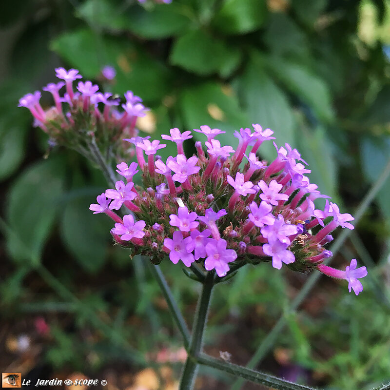 Verveine de Buenos-Aires • Verbena bonariensis