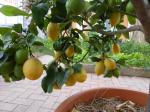10-citronniers (4)